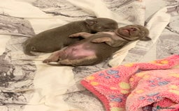 Chihuahua dogs for stud: Proven Lilac KC registered chihuahua for stud  in Liverpool - Image 7