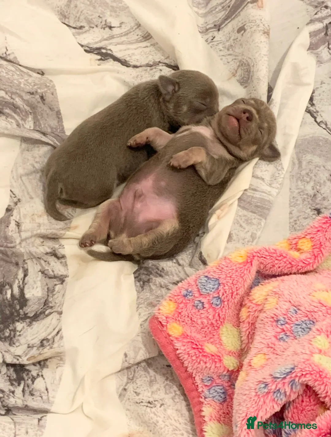 Chihuahua dogs for stud: Proven Lilac KC registered chihuahua for stud  in Liverpool - Advert 11