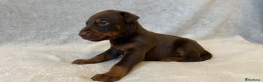 Dobermann Puppy 6