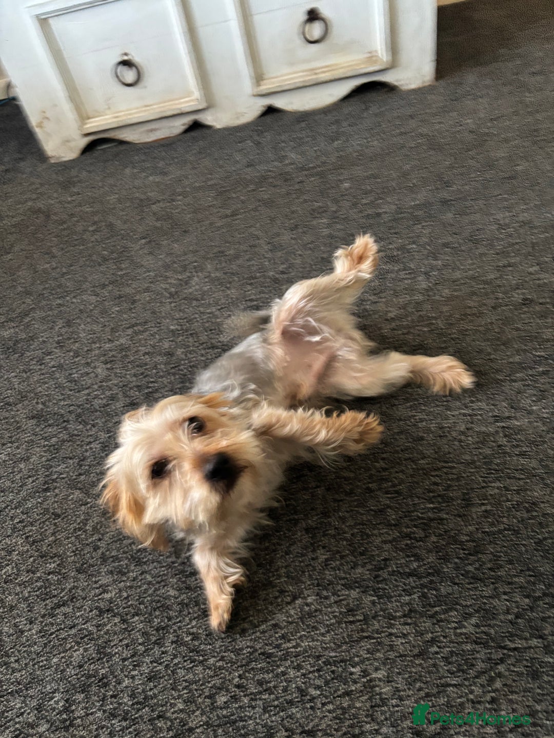 Yorkshire Terrier dogs for sale: Yorksy - Advert 5