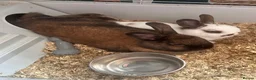 Mixed Breed rabbits for sale: 2 rabbits in ELY - Advert 2