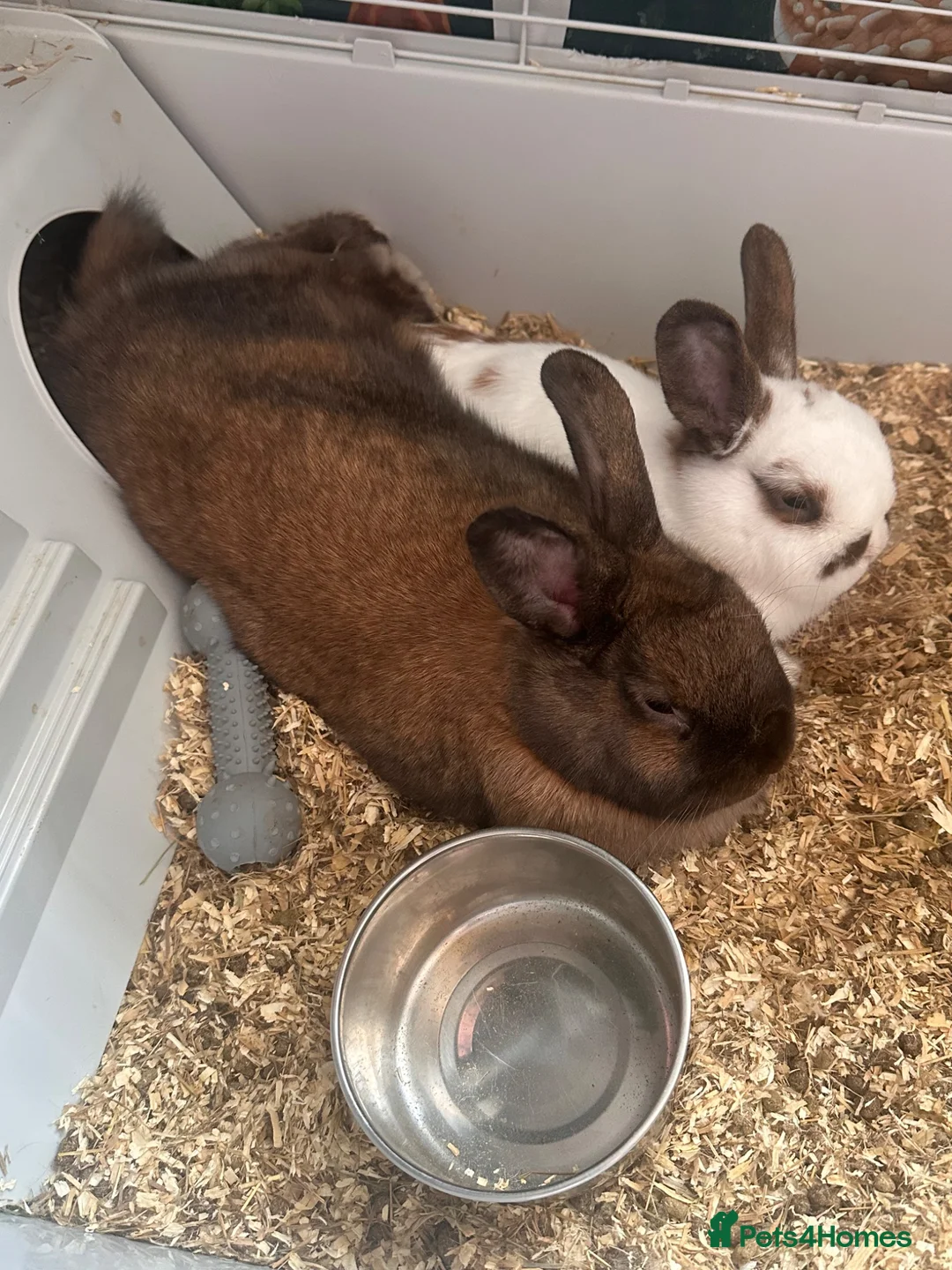 Mixed Breed rabbits for sale: 2 rabbits in ELY - Advert 2
