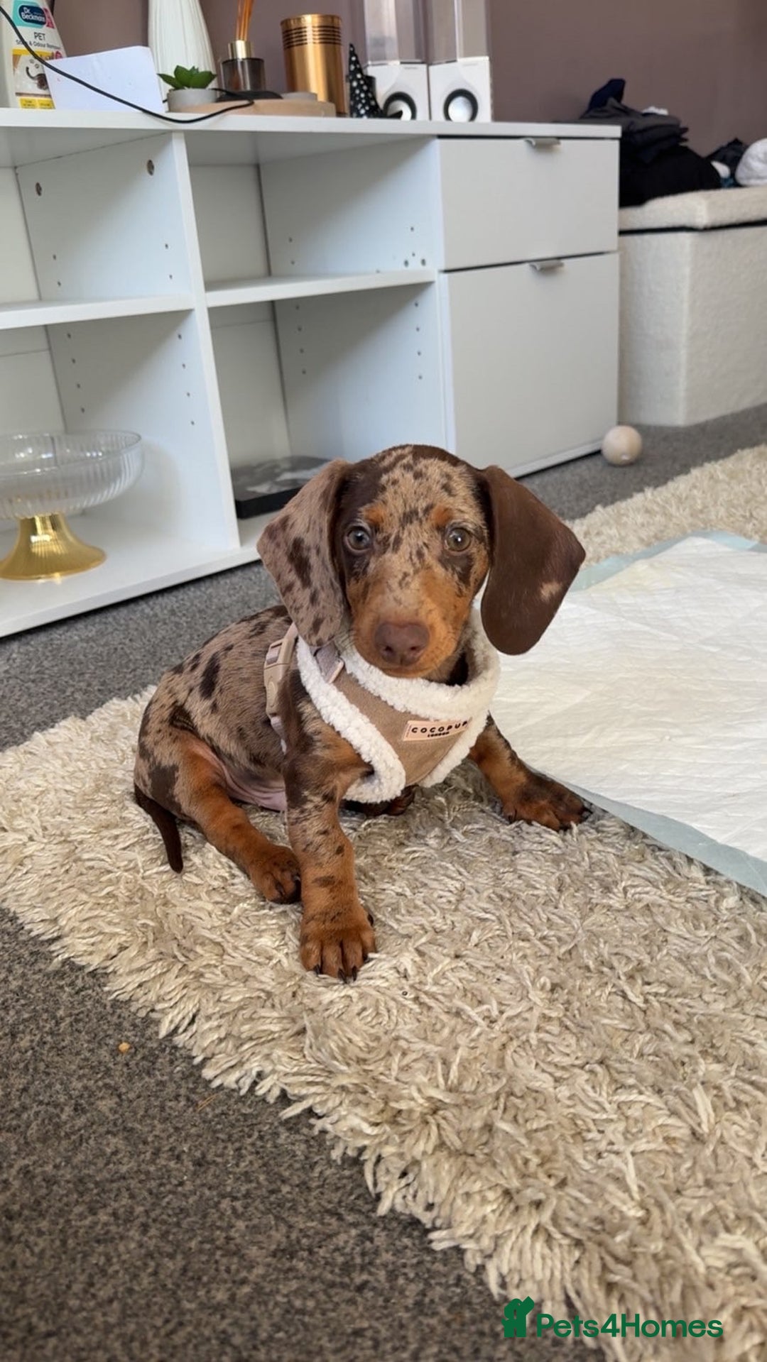 Dachshund dogs for sale: Dachshund puppy - Advert 3