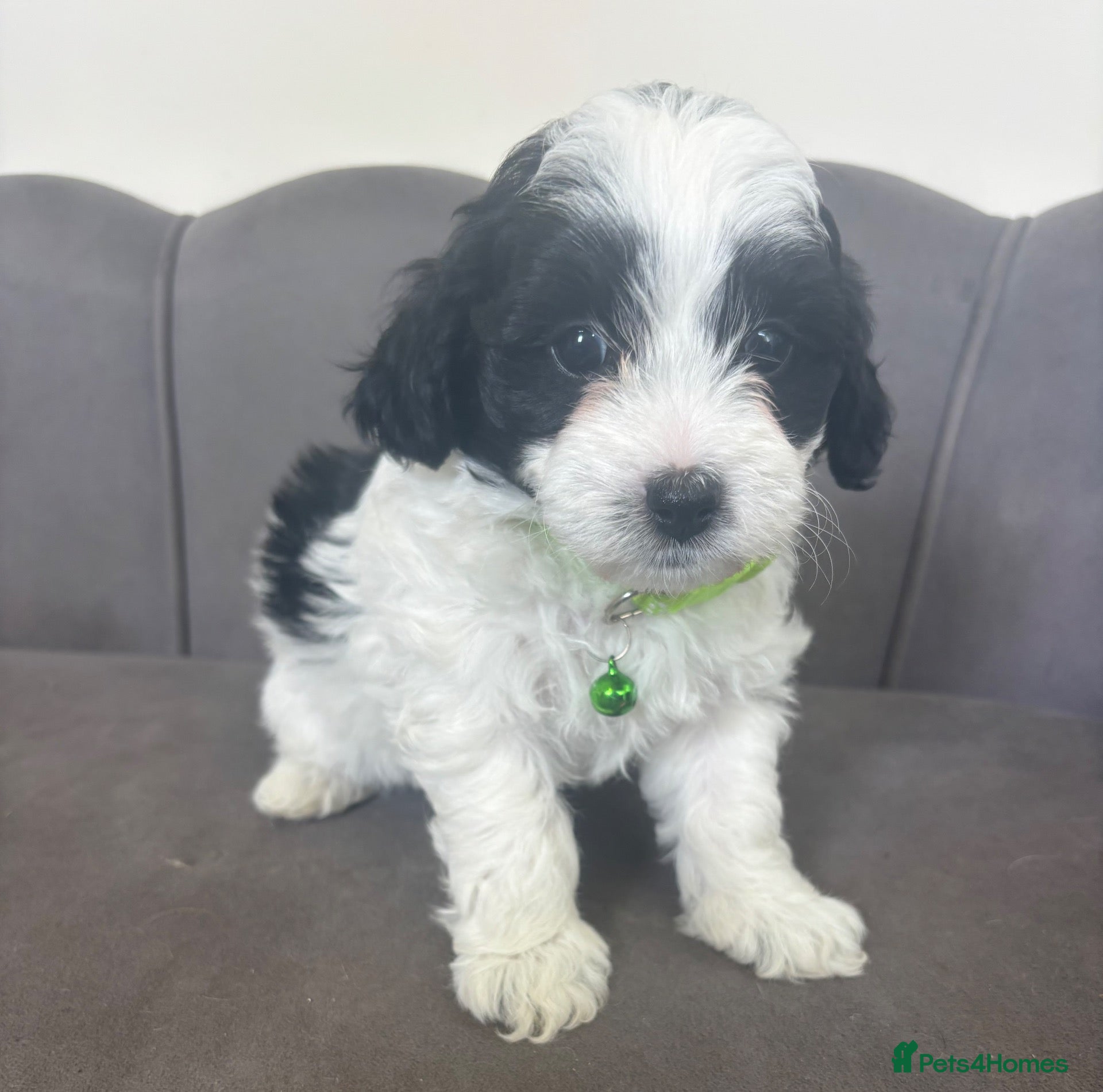 Maltipoo dogs Ready now Gorgeous F1 Maltipoo Pups - Advert 1