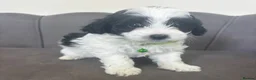 Maltipoo dogs for sale: Gorgeous Maltipoo Pups - Advert 9