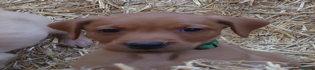 Renard