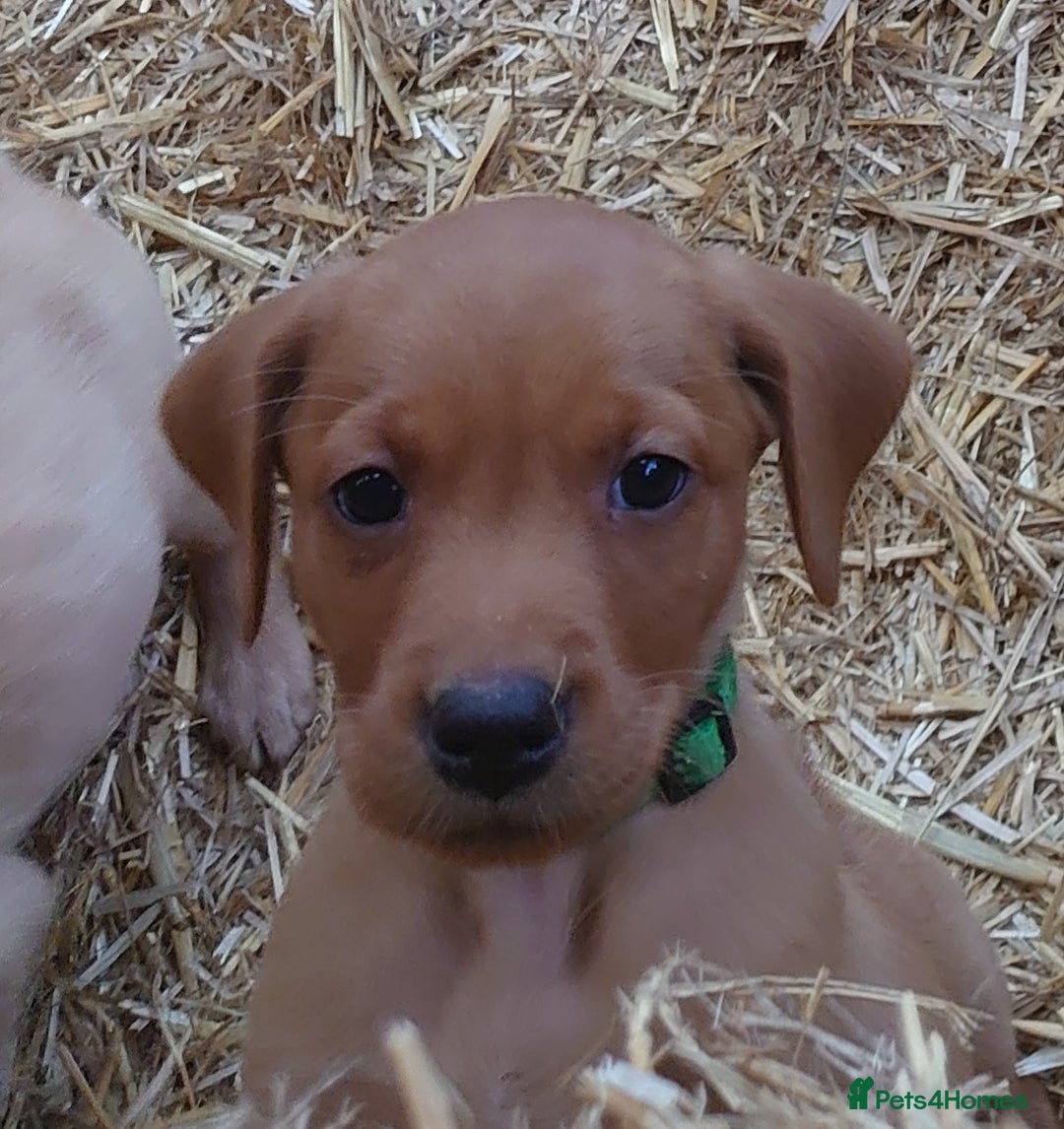 Labrador Retriever dogs for sale: KC Registered Fox Red & Yellow Labradors - Image 8