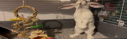 French Lop rabbits for sale: Beautiful 4-Month-Old Female Rabbit  - Advert 3