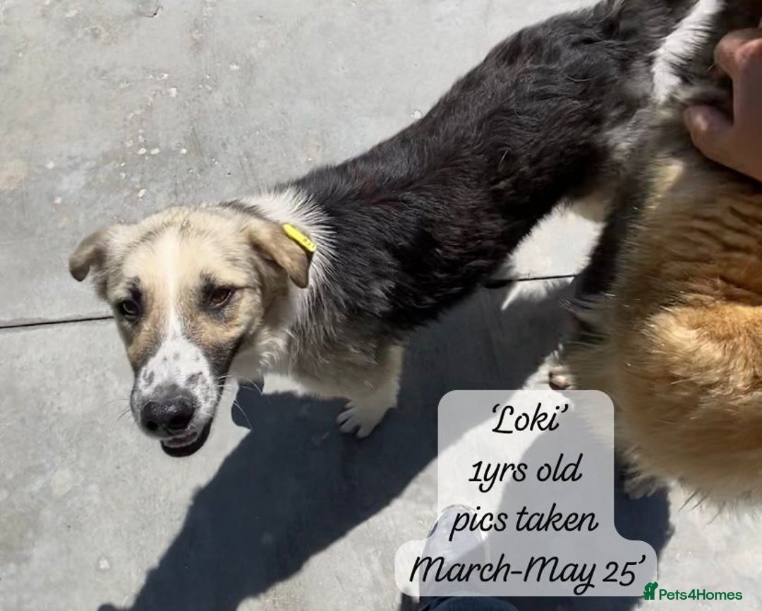 Mixed Breed dogs for adoption: Loki, 1 yr old, male. Reserved stc.  in Brixham - Image 7