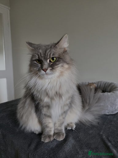 Gallery Image {{count}}