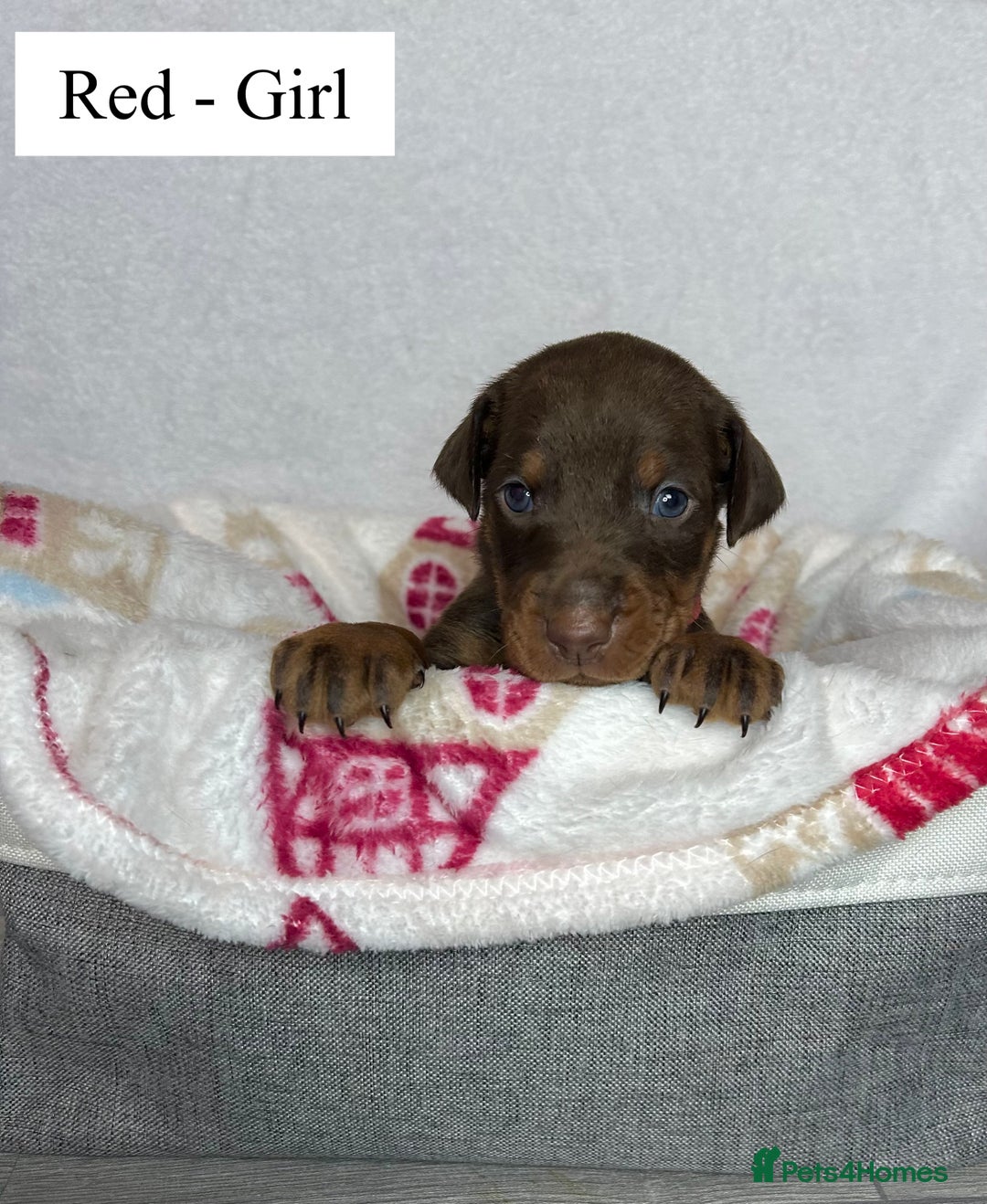 Dobermann dogs for sale: 🩶 Top quality KC registered Doberman puppies! 🩶 - Advert 8