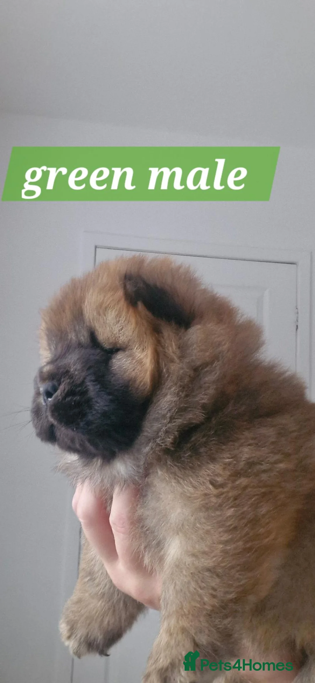 Chow Chow dogs for sale: BEAUTIFUL KC REGISTERED CHOW CHOW PUPPIES  - Advert 9