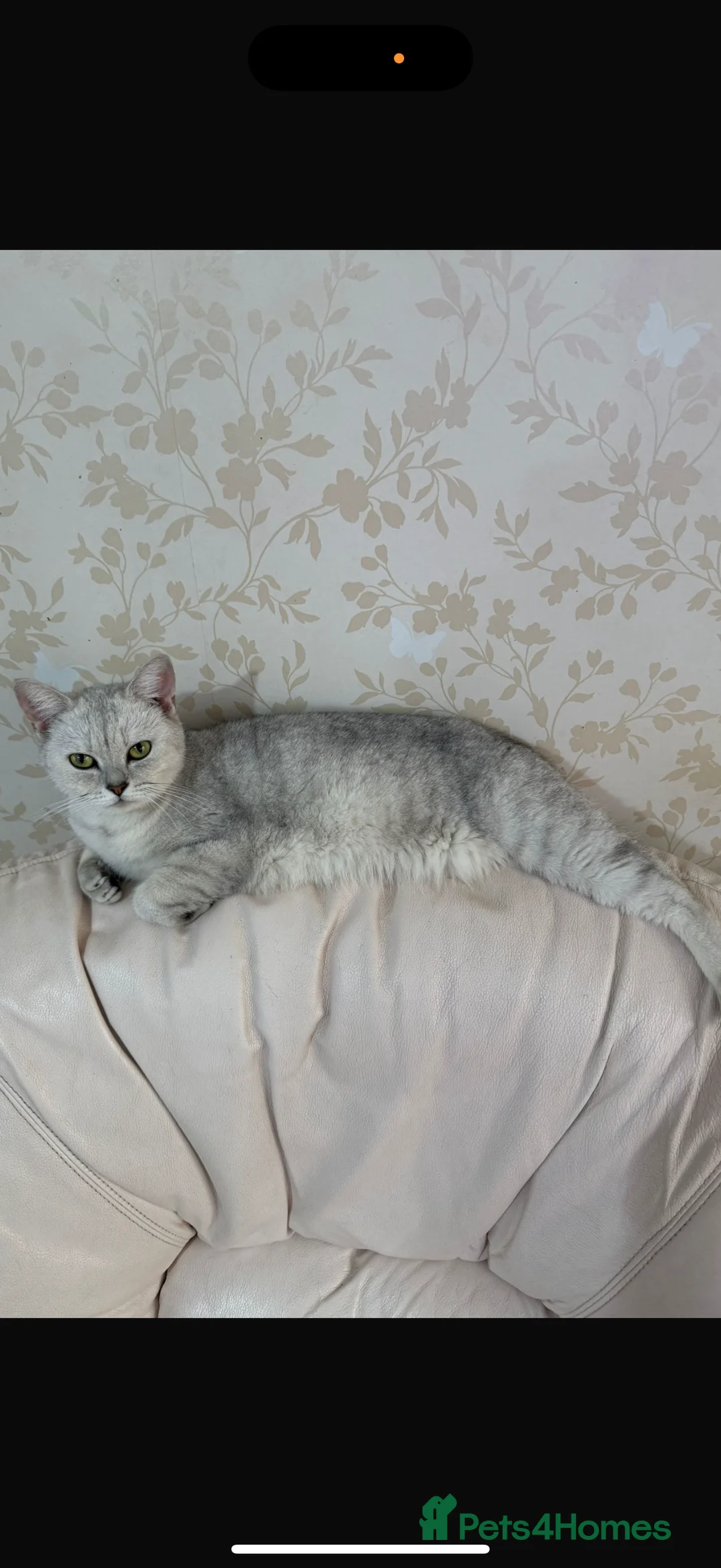 British Shorthair cats for sale: STUNNING LITTER OF BRITISH SHORTHAIR CROSS RAGDOLL in Queenborough - Advert 2
