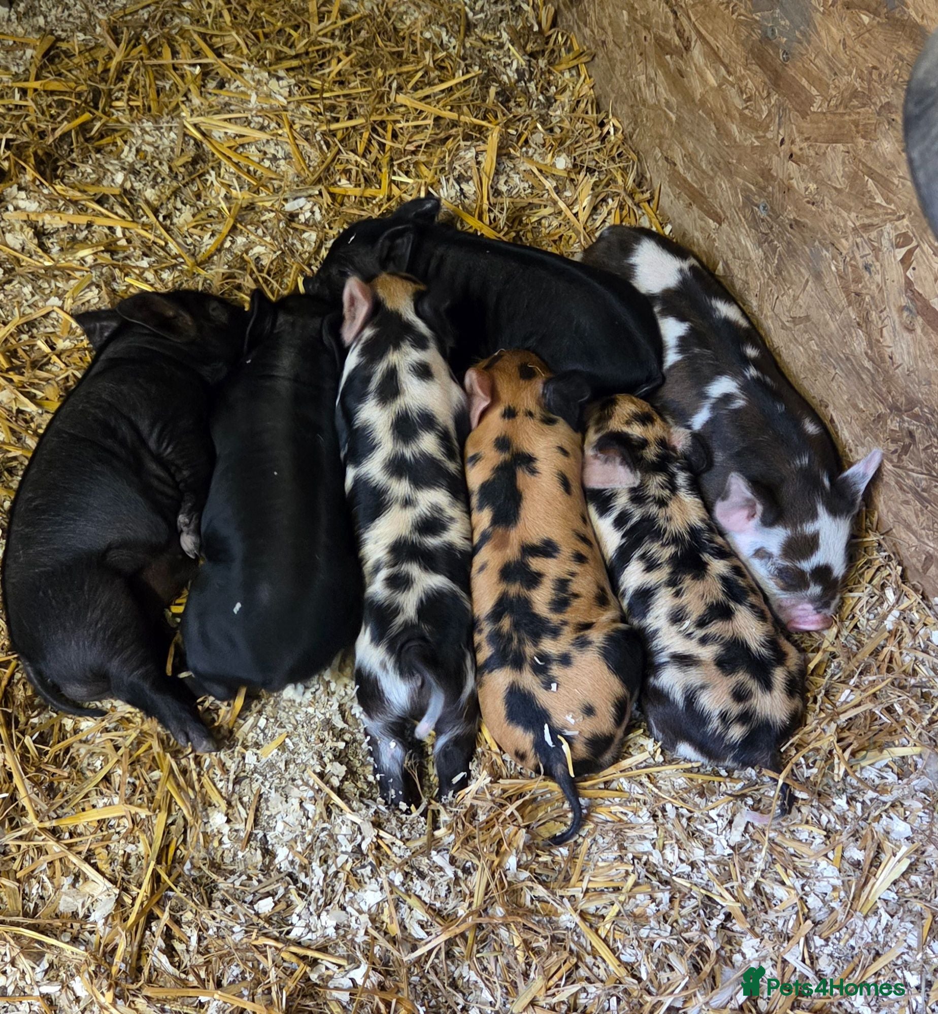 Pig livestock Stunning kune kune pet friendly little piglets - Advert 2