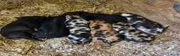Pig livestock for sale: Stunning kune kune friendly pet piglets - Advert 5
