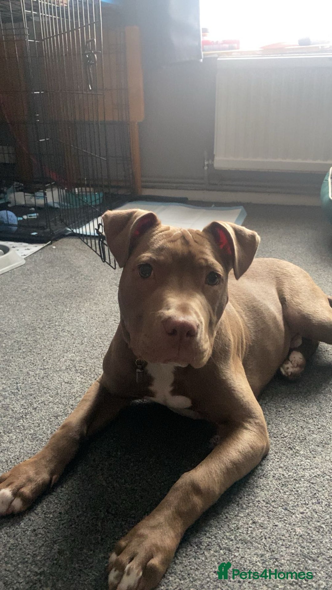 Mixed Breed dogs for sale: Male 1 year old pup - Aksel  - Advert 7