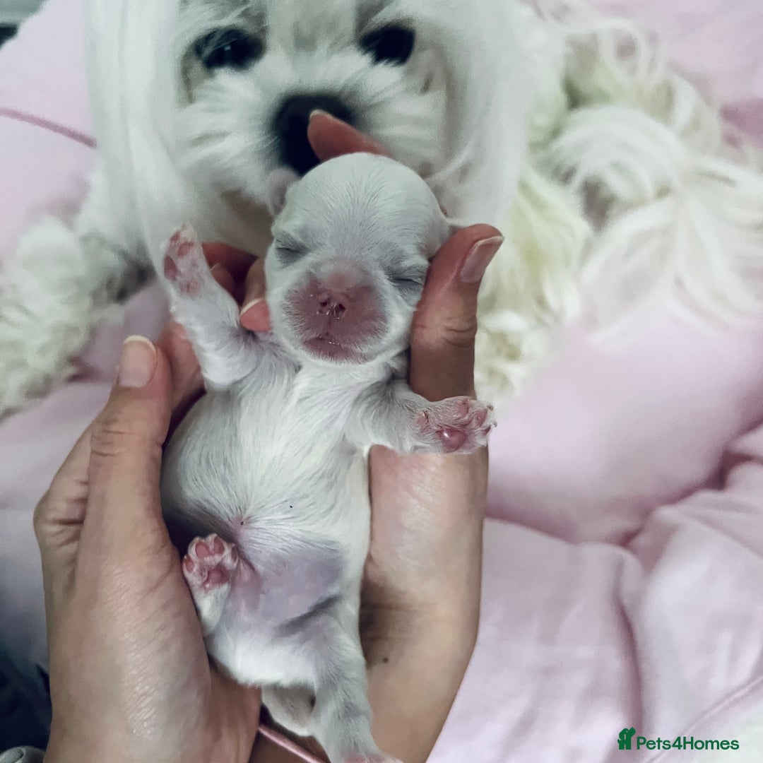 Maltese dogs for sale: 🩷Exclusive 🧬 DNA Tested 🧬 Full Korean Maltese🩵 - Advert 16