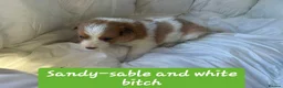 Border Collie dogs for sale: Border collie pups - Advert 12