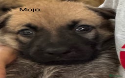 Mixed Breed dogs for sale: Beautiful Inca & handsome Nanuq PUPDATE x4 - Image 18