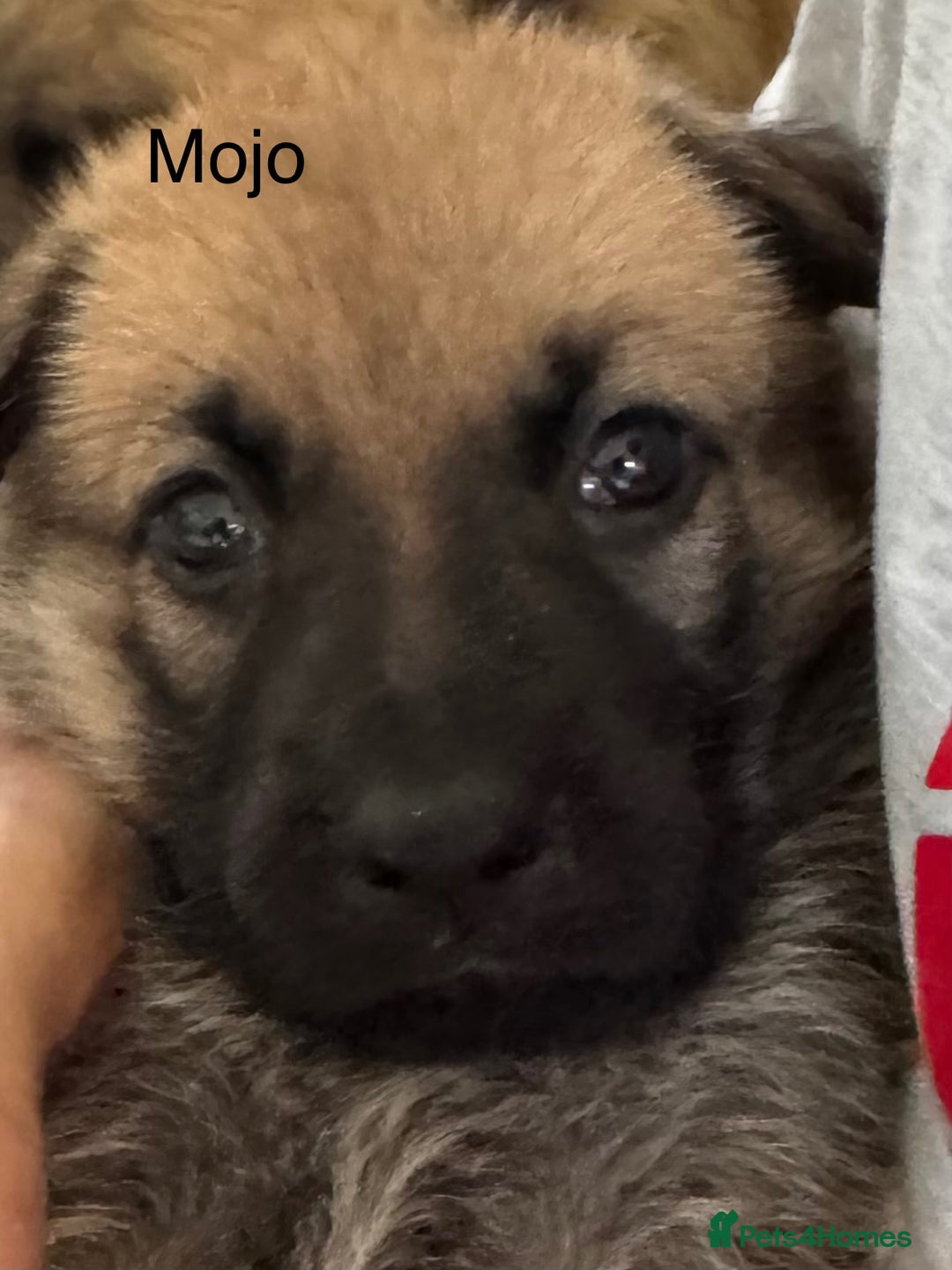 Mixed Breed dogs for sale: Beautiful Inca & handsome Nanuq PUPDATE x4 - Image 18