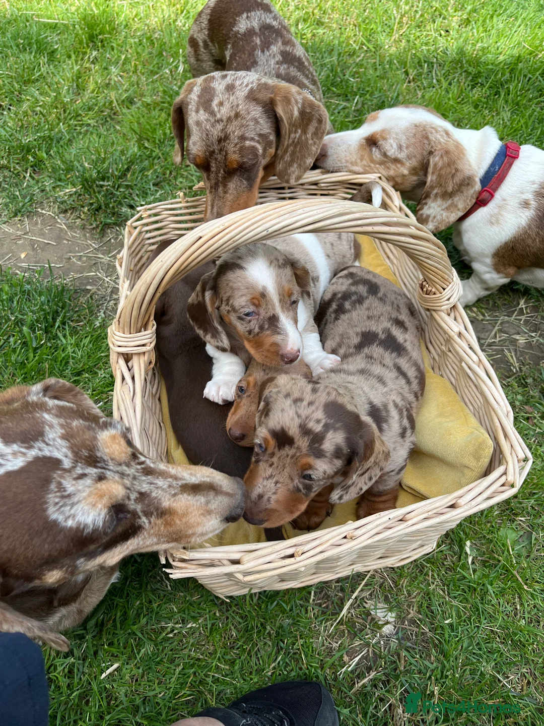 Miniature Dachshund dogs for sale: Mini Dachshund puppies  - Advert 2