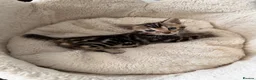 Bengal cats for sale: Pedigree Bengal kittens available. - Advert 3