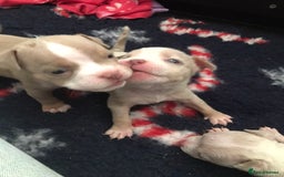American Bully dogs for sale: Beautiful Micro bully pups - Image 6