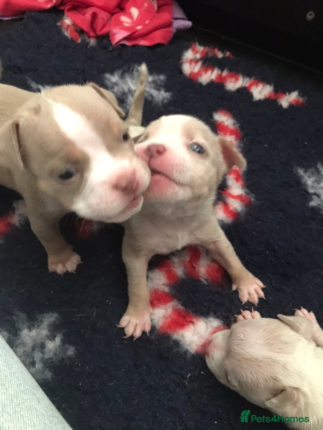 American Bully dogs for sale: Beautiful Micro bully pups - Image 6