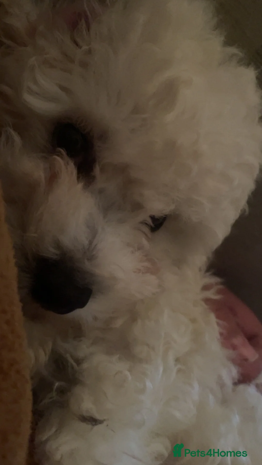Bichon Frise dogs for sale: Snowy in Aylesbury - Advert 3