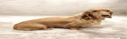 Miniature Dachshund dogs for sale: 7 Stunning Longhaired Cream KC Mini Dachshunds - Advert 7