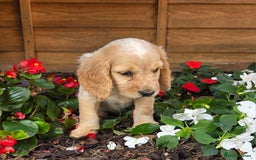 Cocker Spaniel dogs for sale: 2 beautiful working cocker spaniel pups  - Image 14