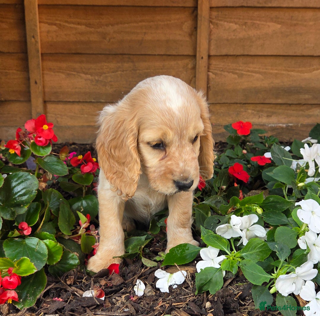 Cocker Spaniel dogs for sale: 2 beautiful working cocker spaniel pups  - Image 14