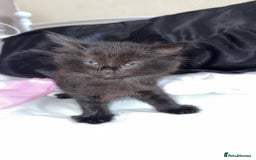 Mixed Breed cats for sale: 9 week old female kitten - Image 1