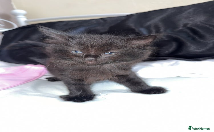 Mixed Breed cats - Advert 1