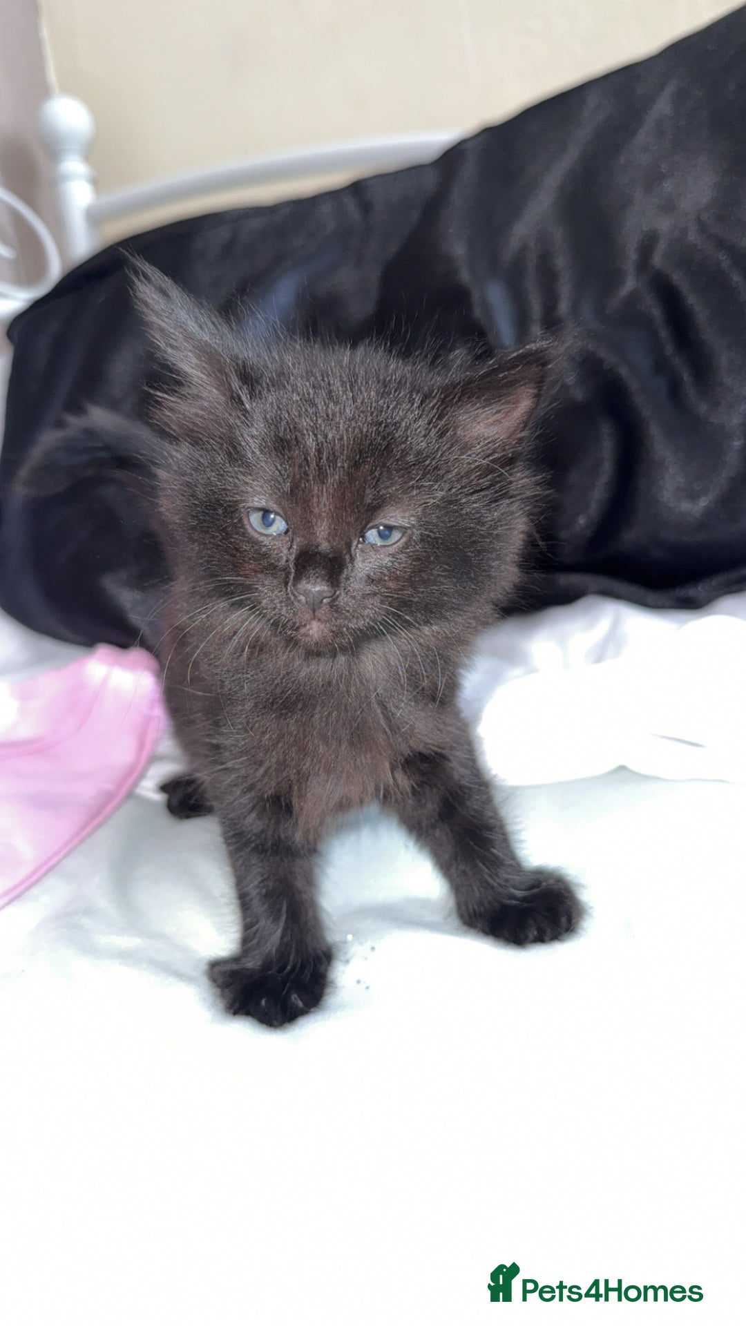 Mixed Breed cats for sale: 9 week old female kitten - Image 1
