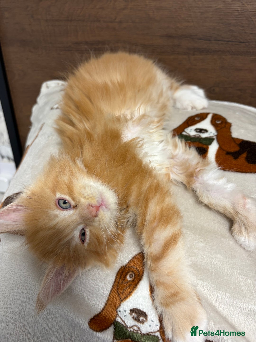 Maine Coon cats for sale: Champion Russian line full Maine coon kittens - Advert 2