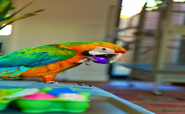 Macaws birds - Advert 2