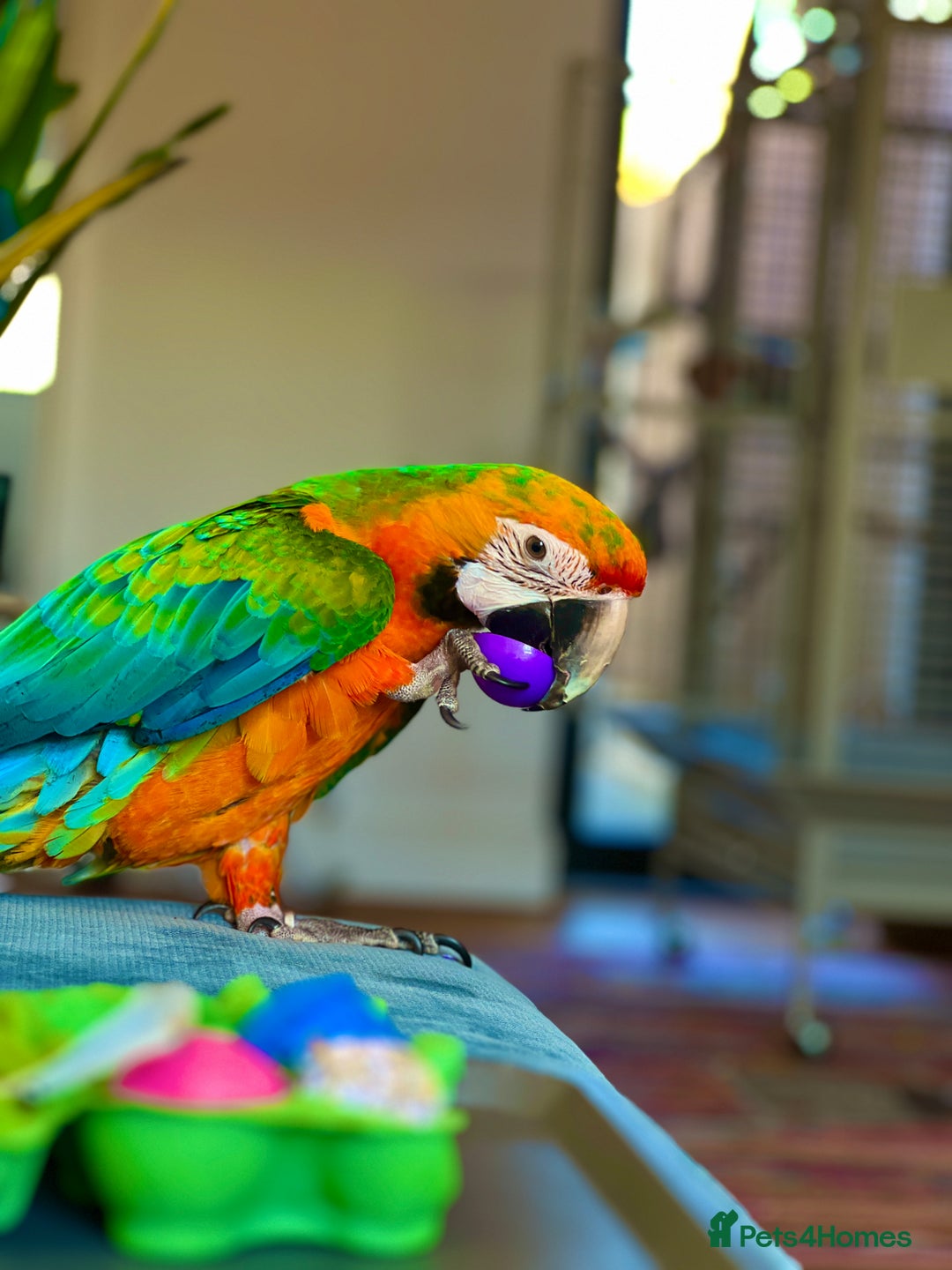 Macaws birds for sale: Catalina Macaw 🦜  - Image 1