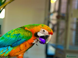 Macaws birds - Advert 10