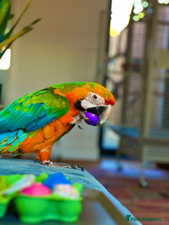 Macaws birds - Advert 2