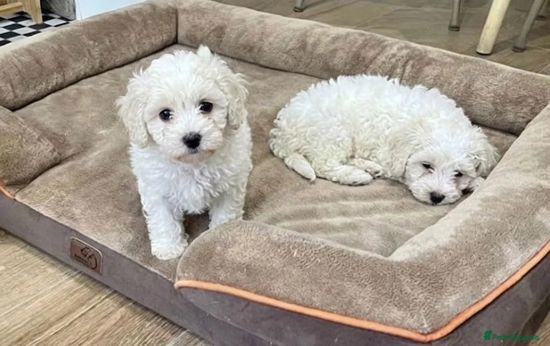 Cockapoo dogs for sale: Cockapoo Puppies  - Advert 2