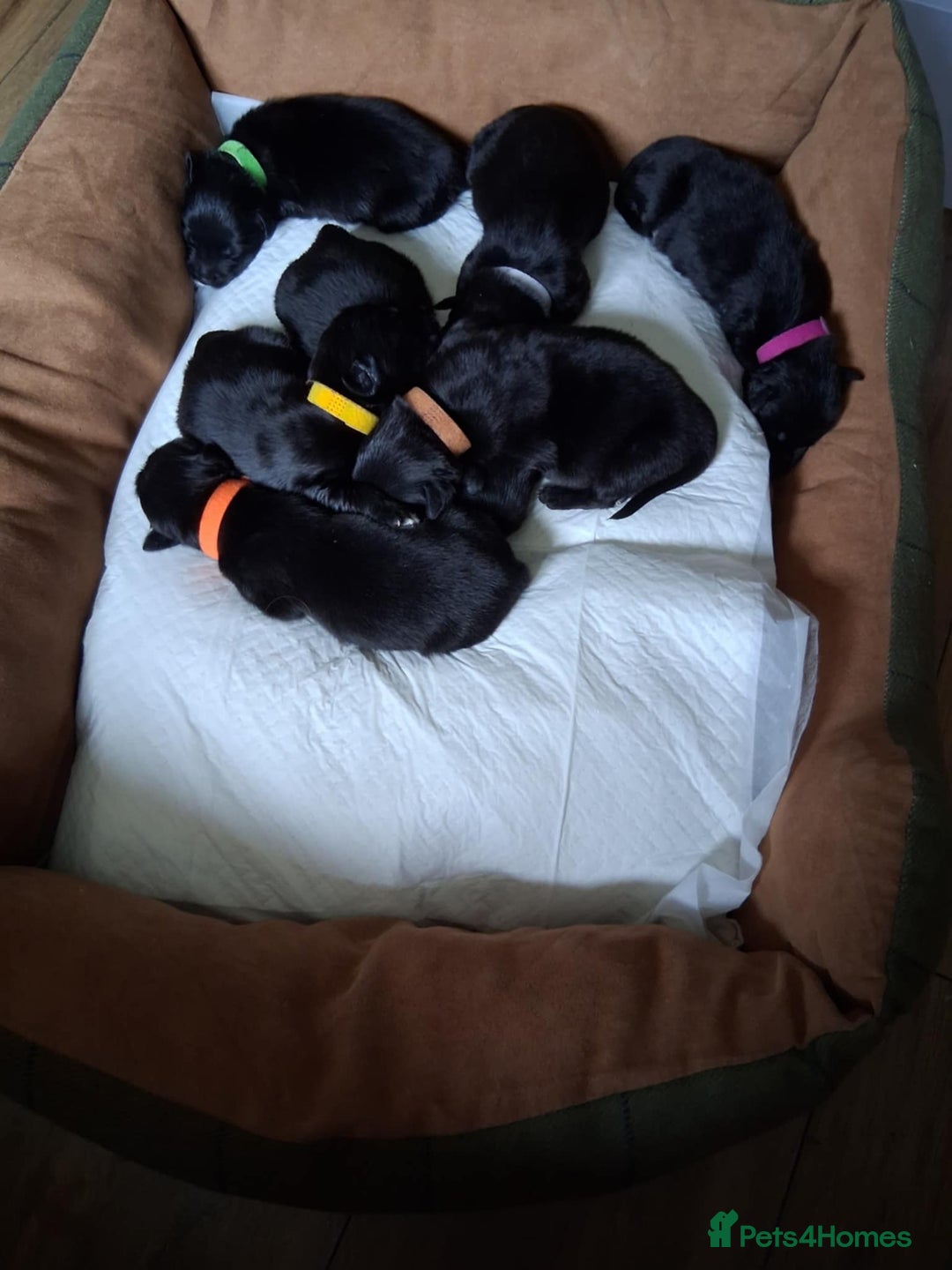 Mixed Breed dogs for sale: Portuguese water dog x Golden retriever puppies  - Image 9