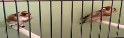 Finches birds for sale: Proven goldfinch pair bbc - Advert 4