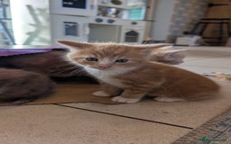 Maine Coon cats for sale: Main coon cross with British short hair - Image 19