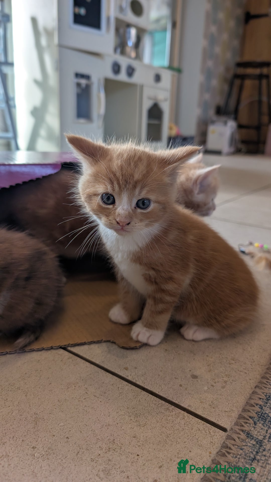 Maine Coon cats for sale: Main coon cross with British short hair - Image 19