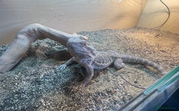 Bearded Dragon reptiles for sale: Bearded dragon and full set up for sale - Image 2