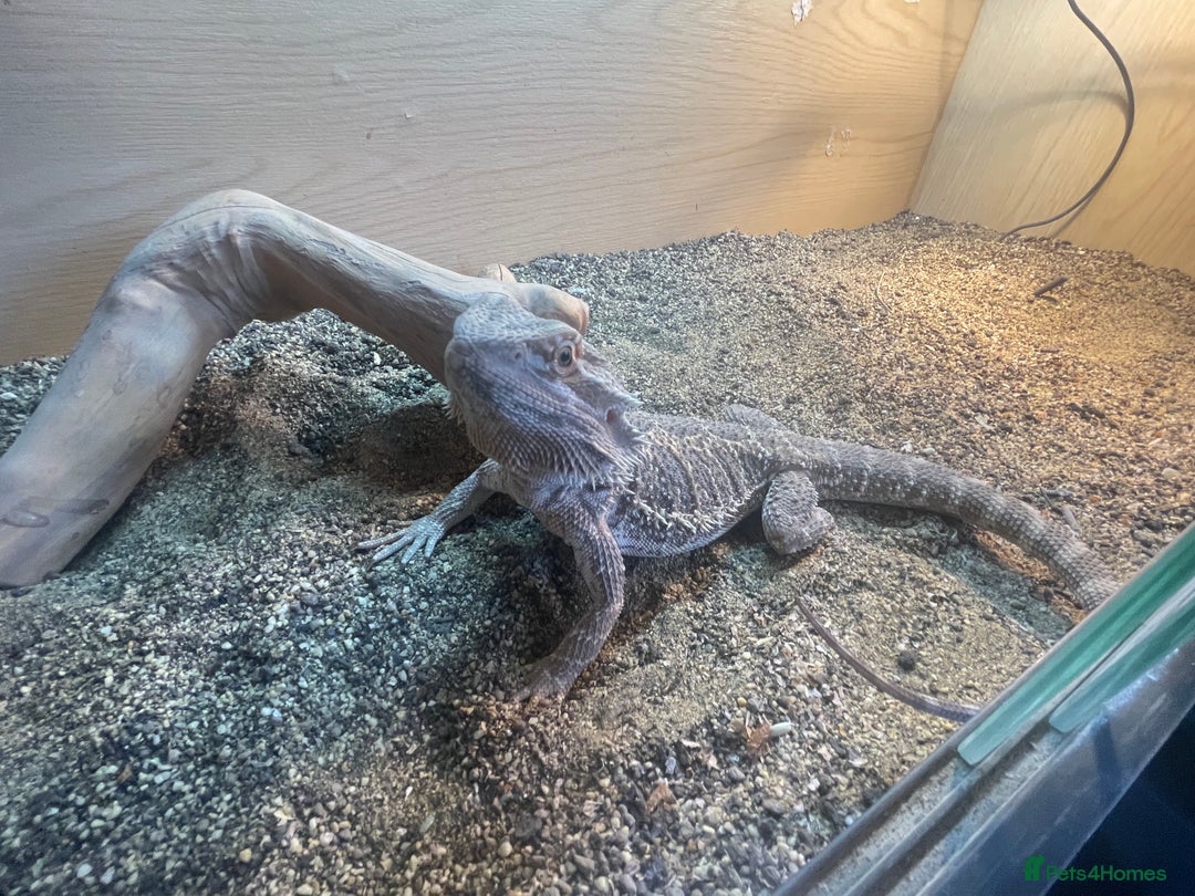 Bearded Dragon reptiles for sale: Bearded dragon and full set up for sale - Image 2