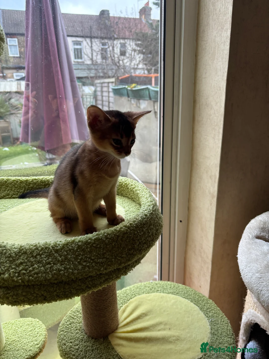 Abyssinian cats for sale: Two Abyssinian kittens !!! - Advert 3