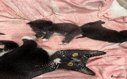 Domestic Shorthair cats for sale: Gorgeous Black/White Domestic Shorthairs Available - Image 4