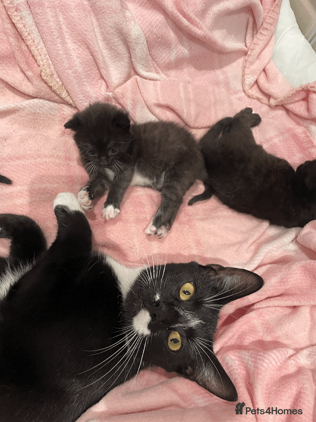 Domestic Shorthair cats for sale: Gorgeous Black/White Domestic Shorthairs Available - Image 4